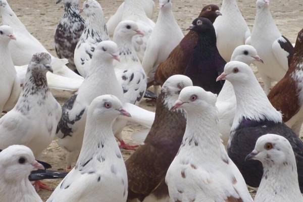 فروش کود کبوتر در رشت