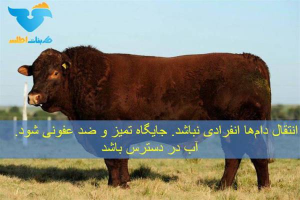 فروش کود گاو دپو شده گاوی -اصفهان