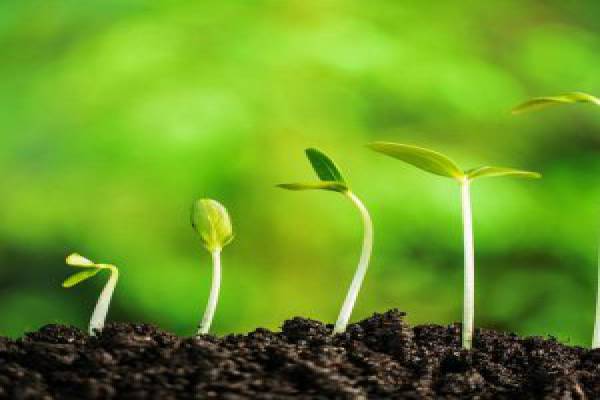 فروش هورمون سیتوکینین صنایع کود مارال 