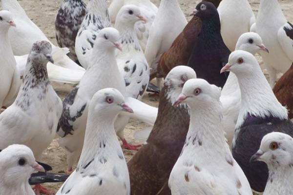 فروش کود کبوتر پاک شده با کیفیت