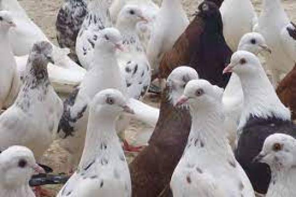 فروش کود کبوتر در رفسنجان