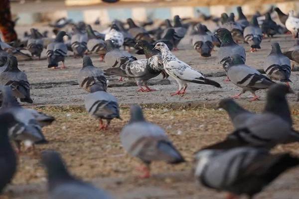 آنالیز کود کبوتر و مواد موجود در آن